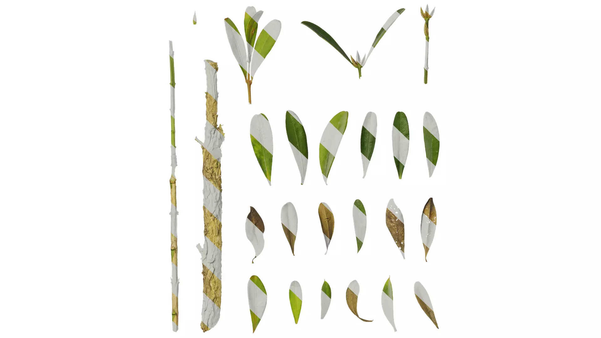 Anydrafts Buxus bodinieri Leaf 01 Texture_0