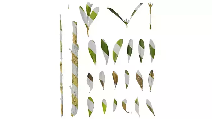 Anydrafts Buxus bodinieri Leaf 01