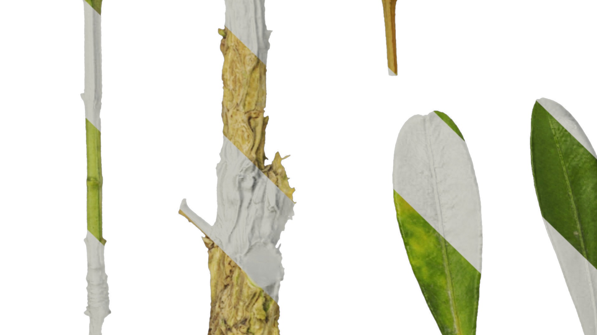 Anydrafts Buxus bodinieri Leaf 01 Texture_3