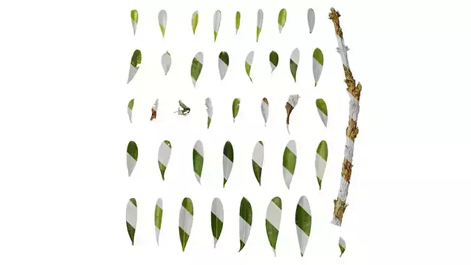 Anydrafts Buxus bodinieri Leaf 03