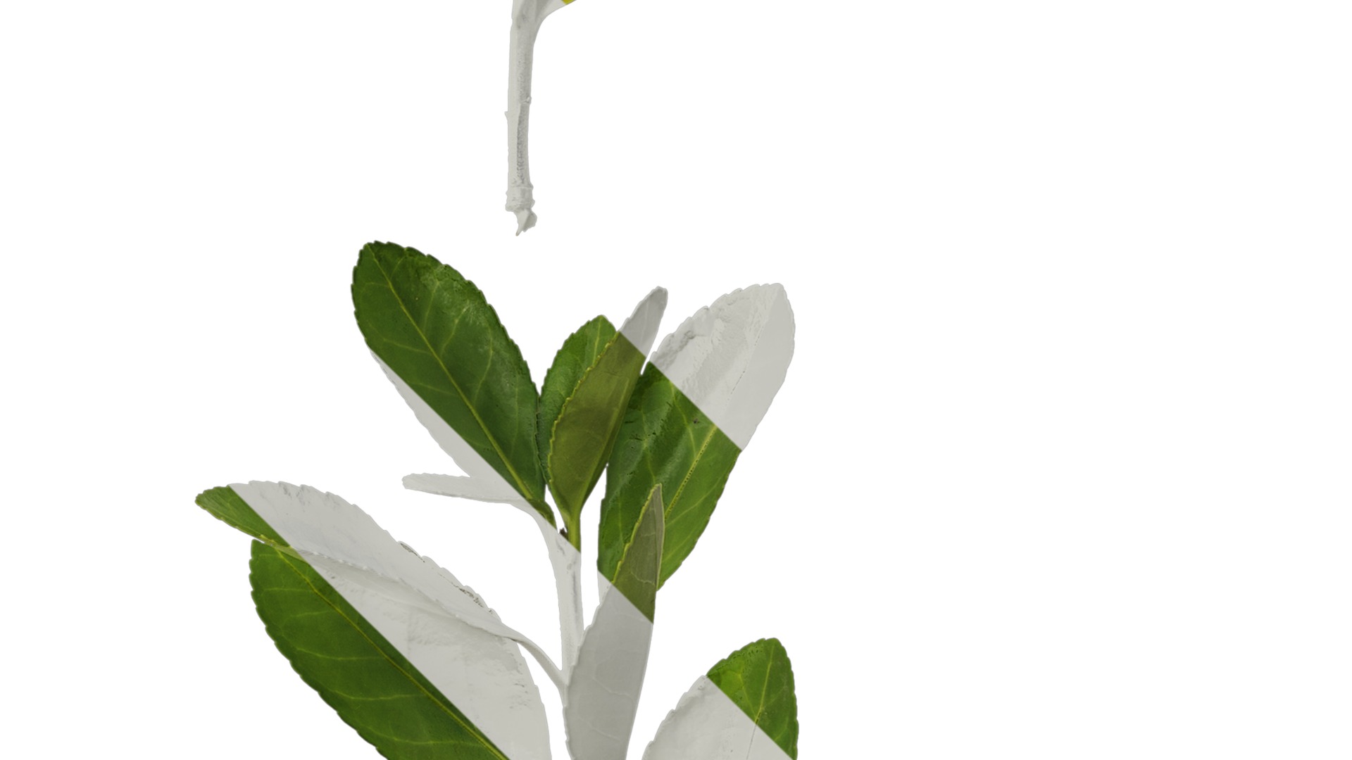 Anydrafts Buxus sinica Atlas 04 Texture_4