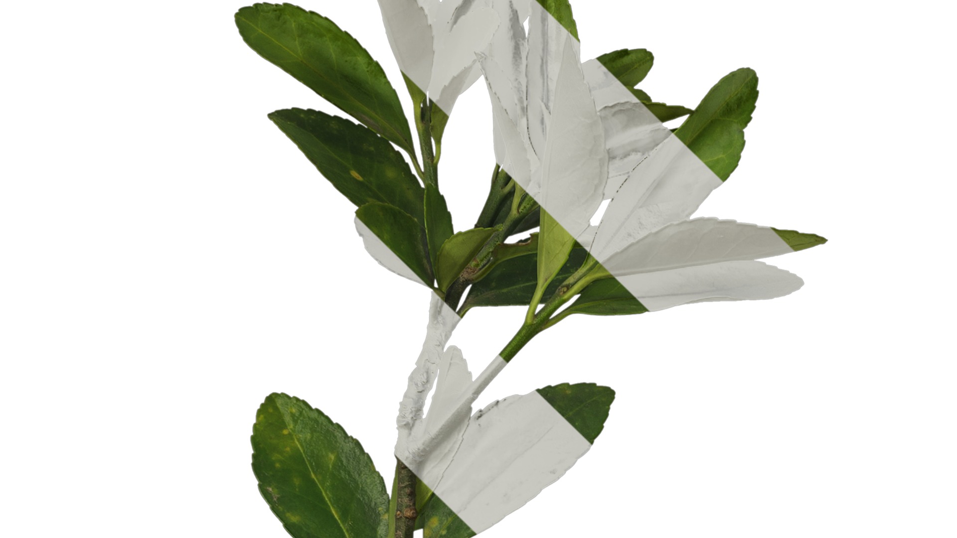 Anydrafts Buxus sinica Atlas 04 Texture_1