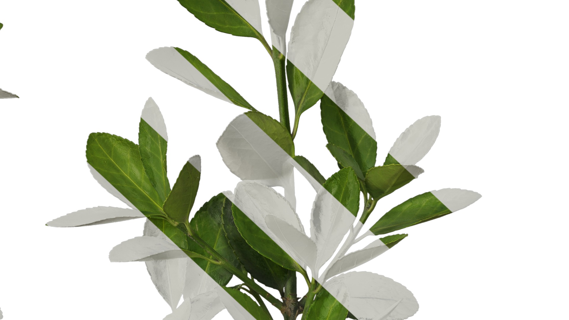 Anydrafts Buxus sinica Atlas 04 Texture_6