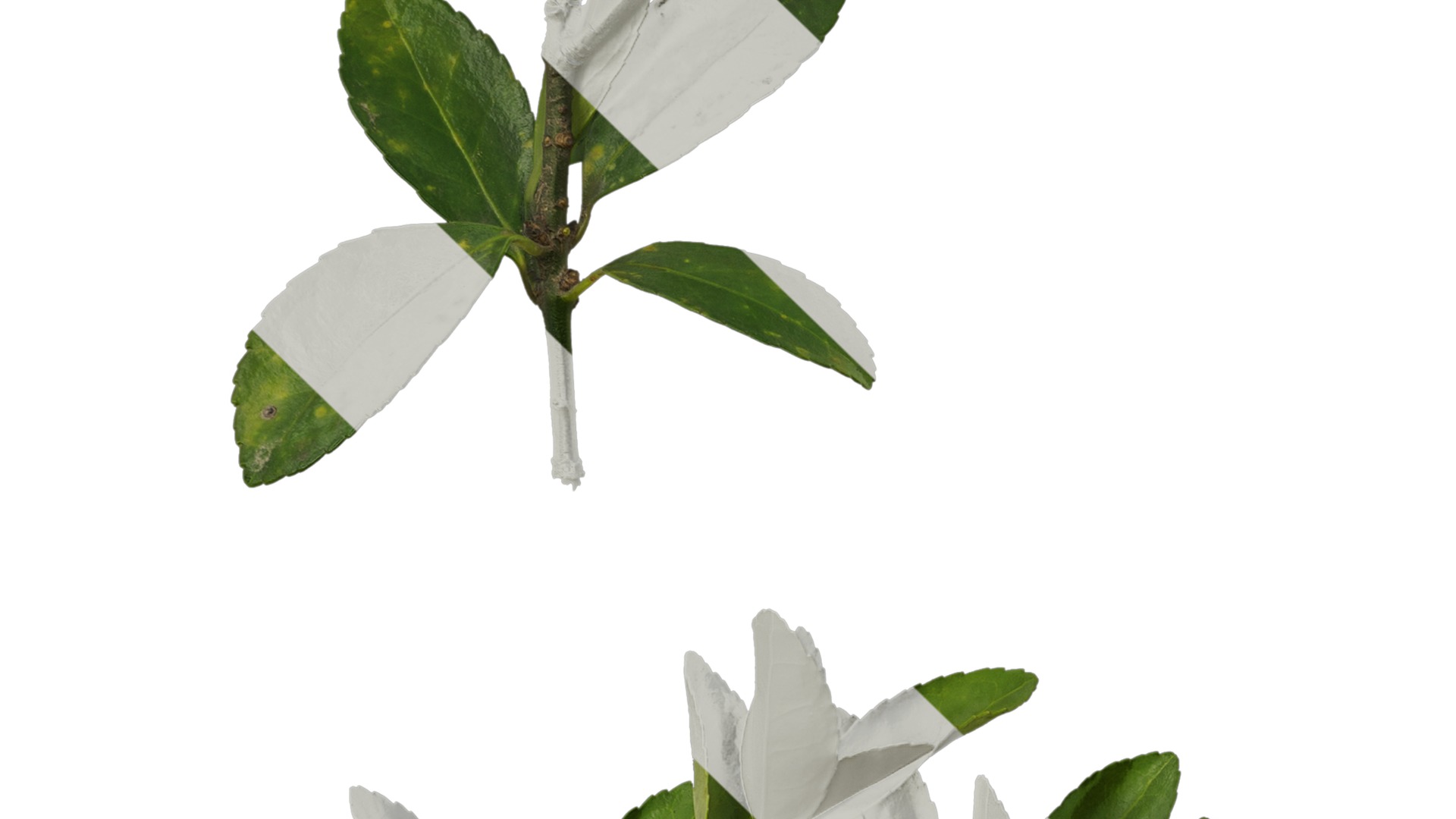 Anydrafts Buxus sinica Atlas 04 Texture_3