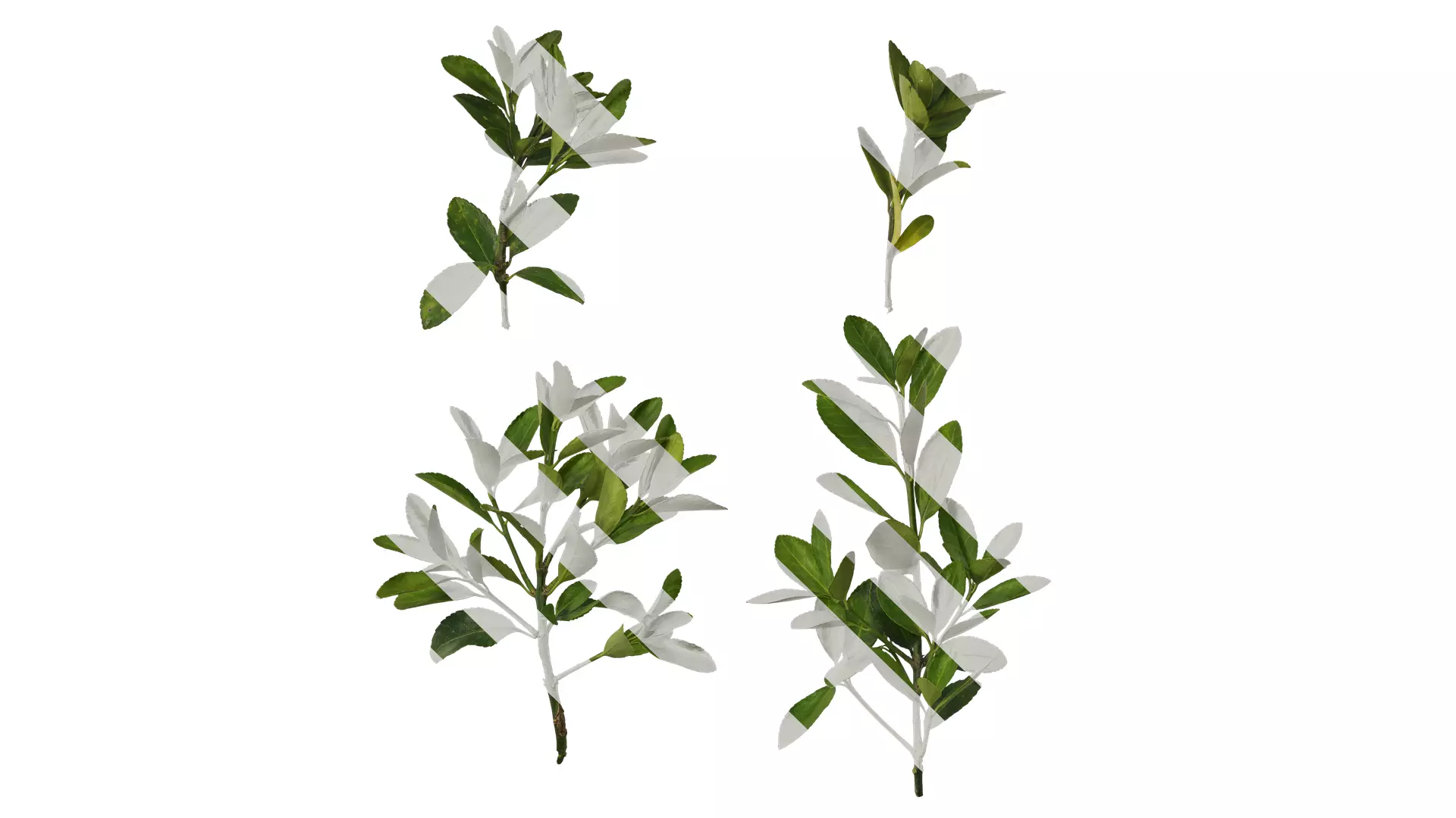 Anydrafts Buxus sinica Atlas 04 Texture_0