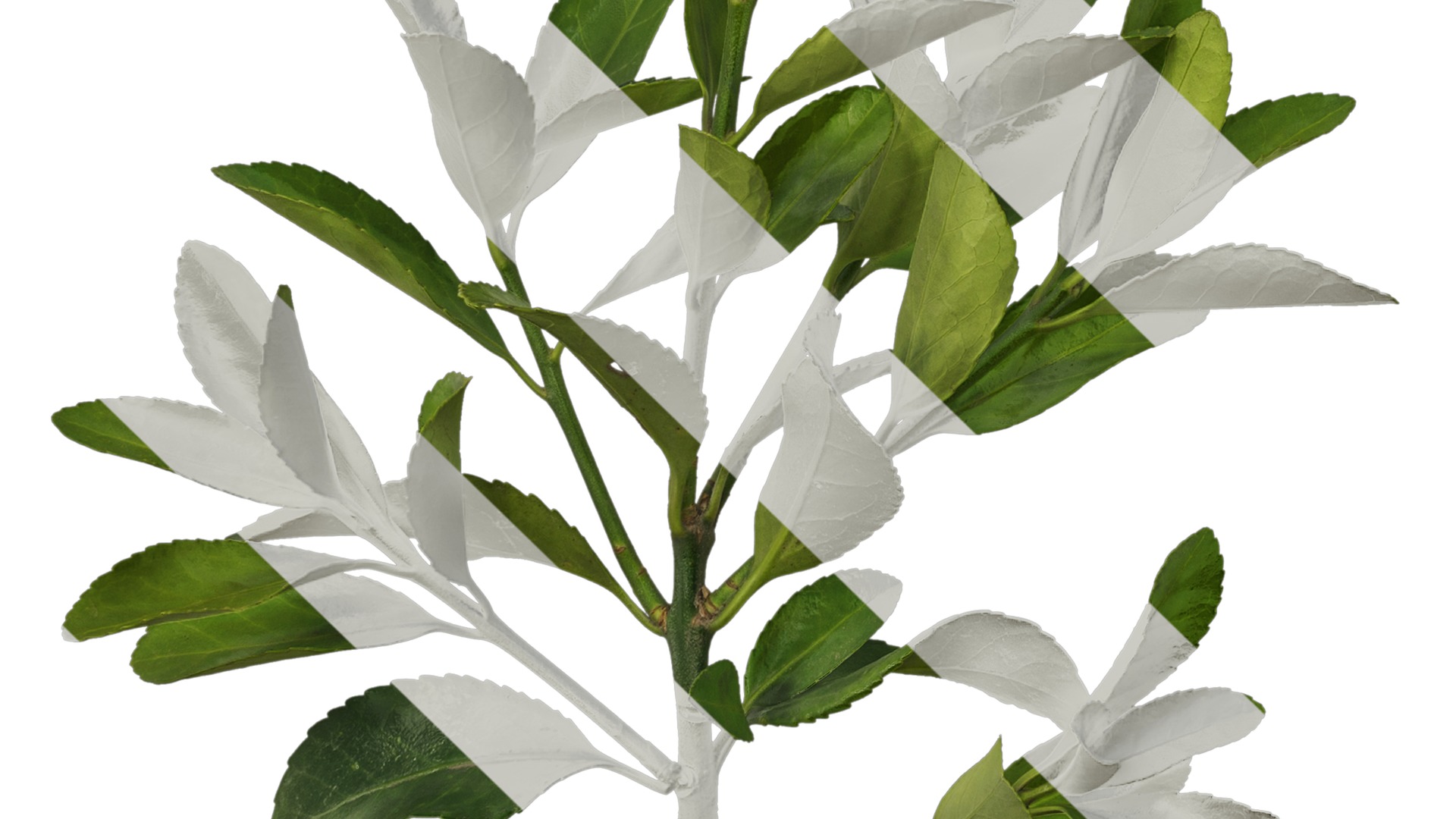 Anydrafts Buxus sinica Atlas 04 Texture_5