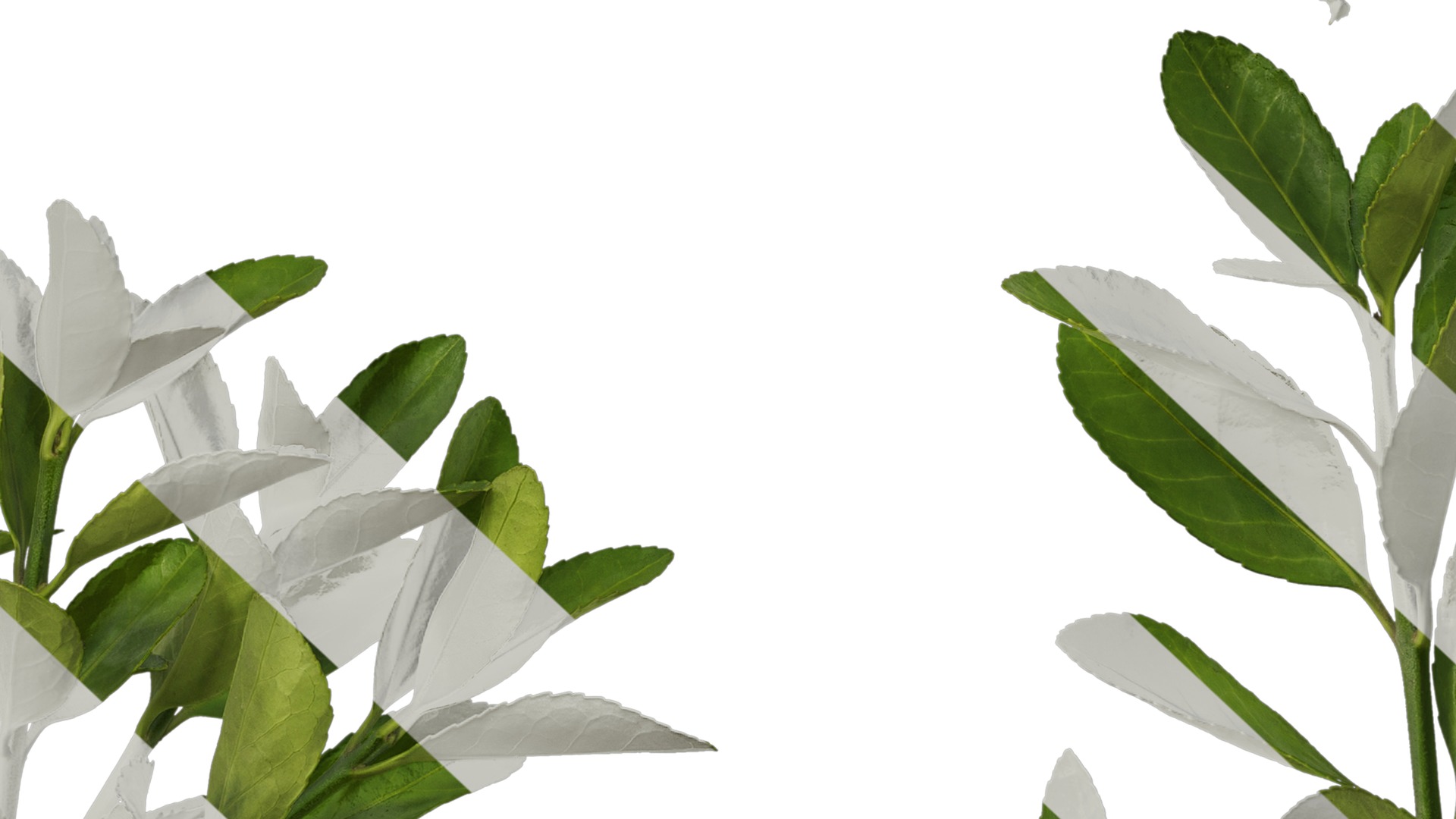 Anydrafts Buxus sinica Atlas 04 Texture_7