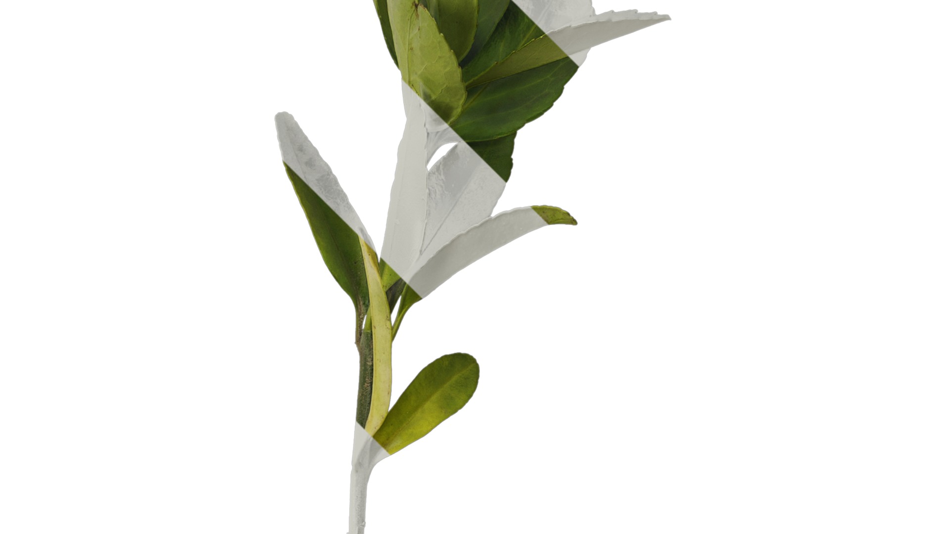 Anydrafts Buxus sinica Atlas 04 Texture_2