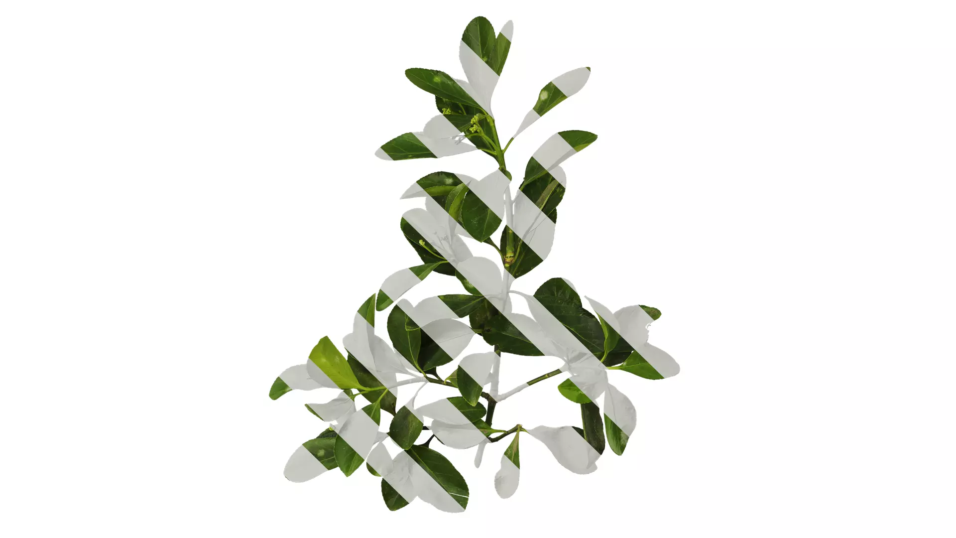 Anydrafts Buxus sinica Atlas 05 Texture_0