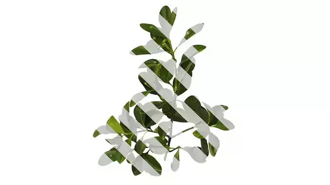 Anydrafts Buxus sinica Atlas 05