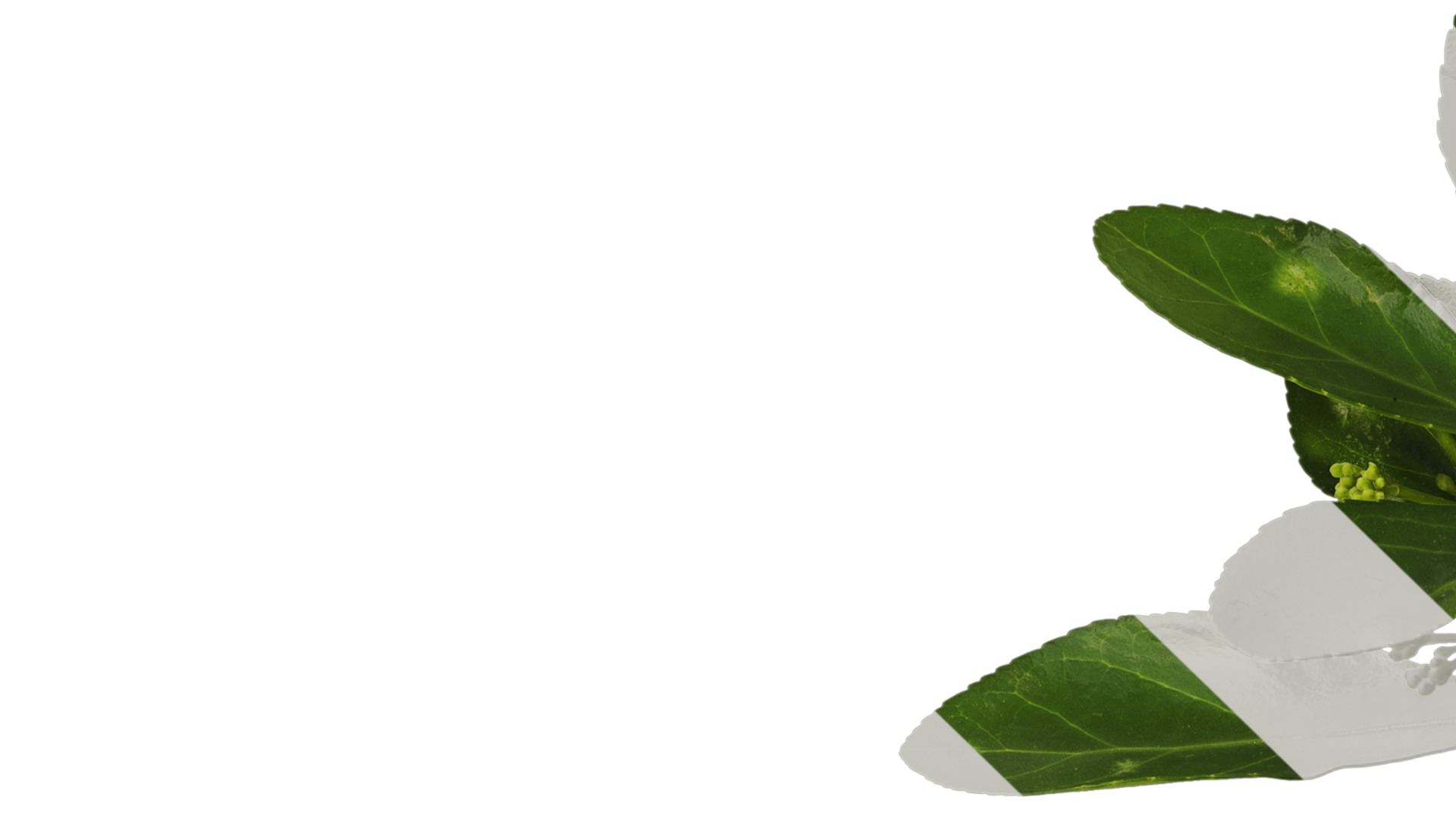 Anydrafts Buxus sinica Atlas 05 Texture_1