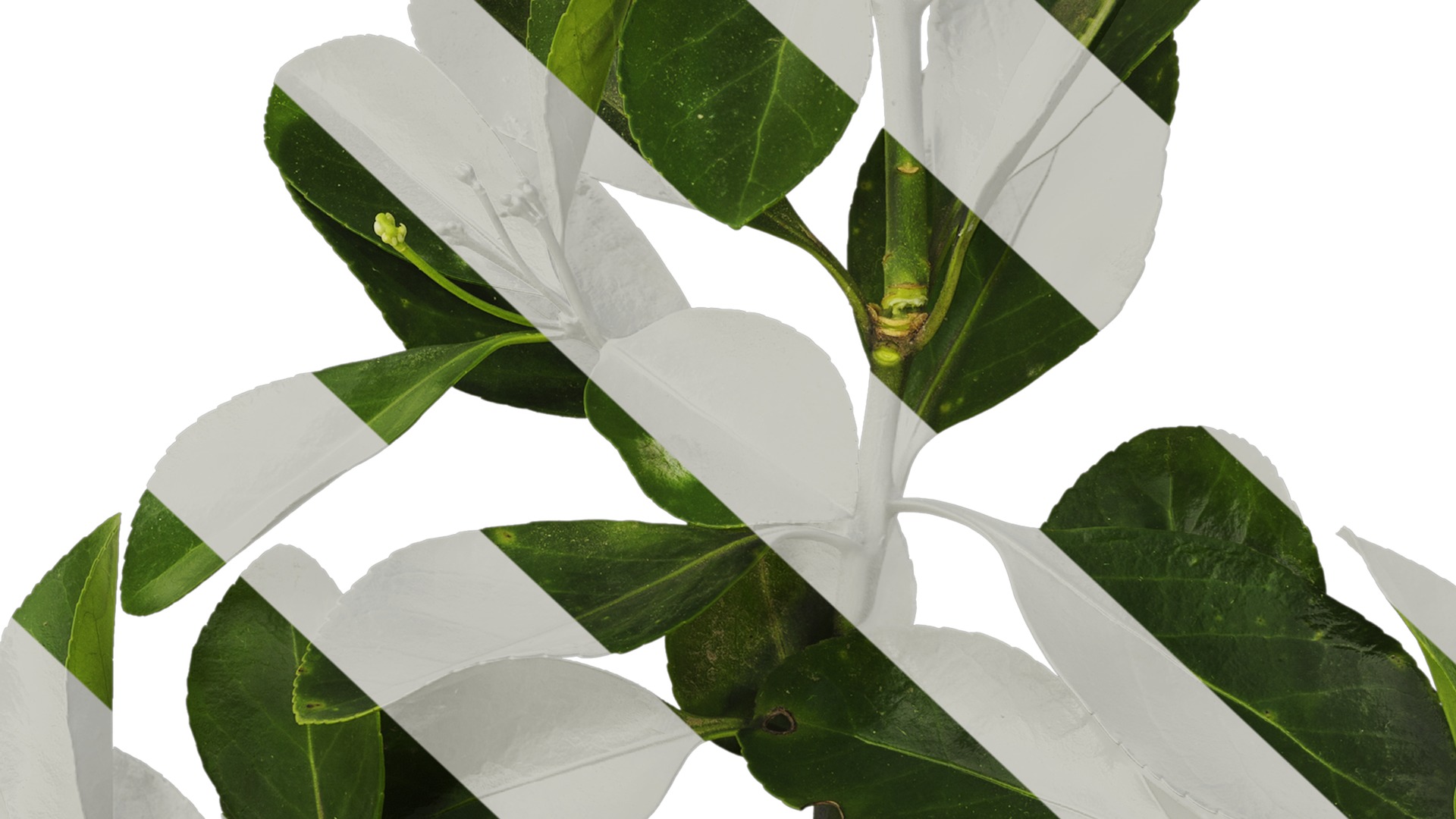 Anydrafts Buxus sinica Atlas 05 Texture_7