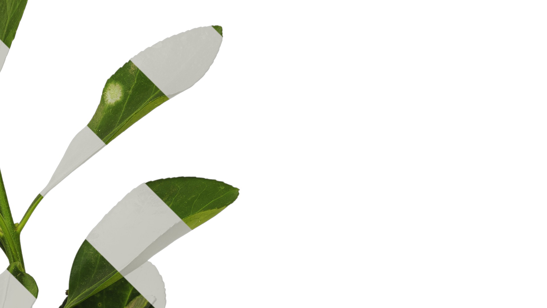 Anydrafts Buxus sinica Atlas 05 Texture_2