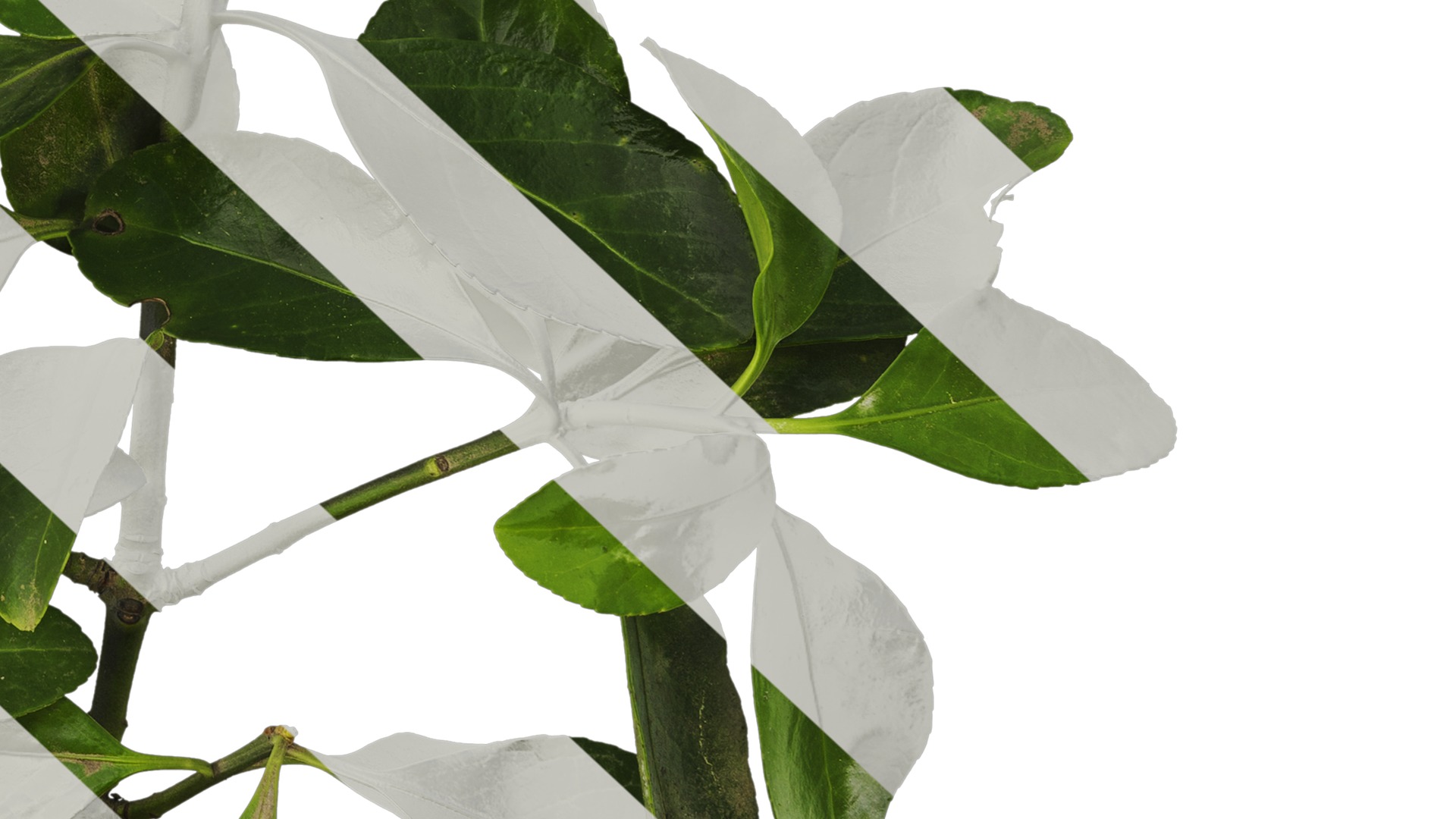 Anydrafts Buxus sinica Atlas 05 Texture_6