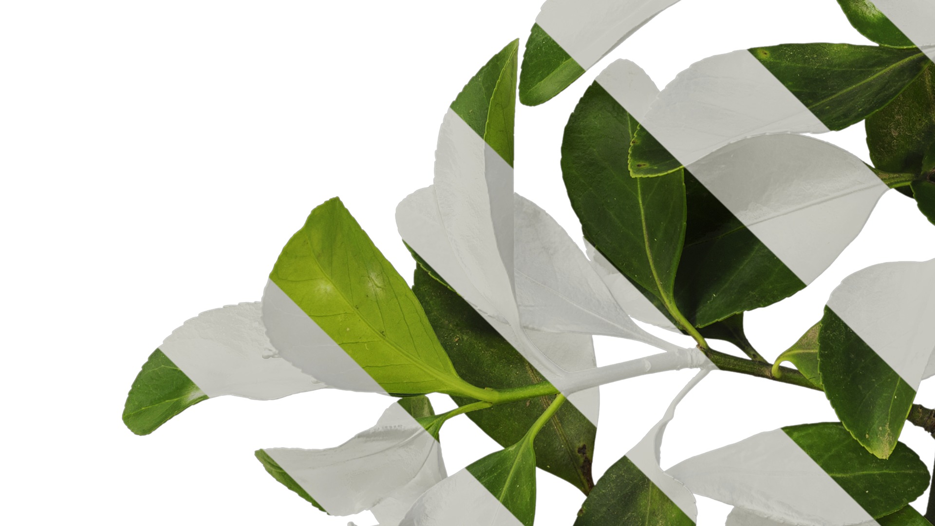 Anydrafts Buxus sinica Atlas 05 Texture_5