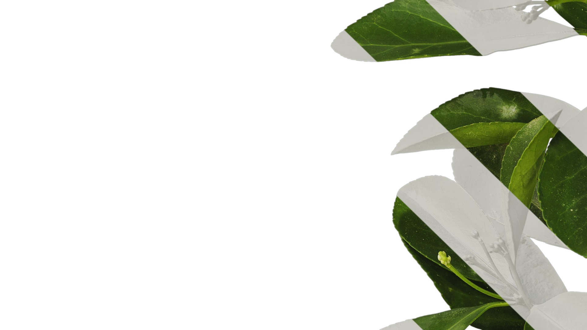 Anydrafts Buxus sinica Atlas 05 Texture_3