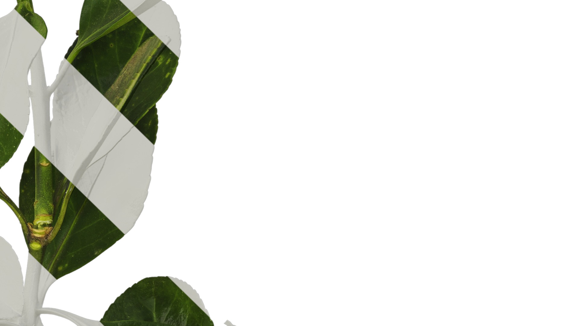 Anydrafts Buxus sinica Atlas 05 Texture_4