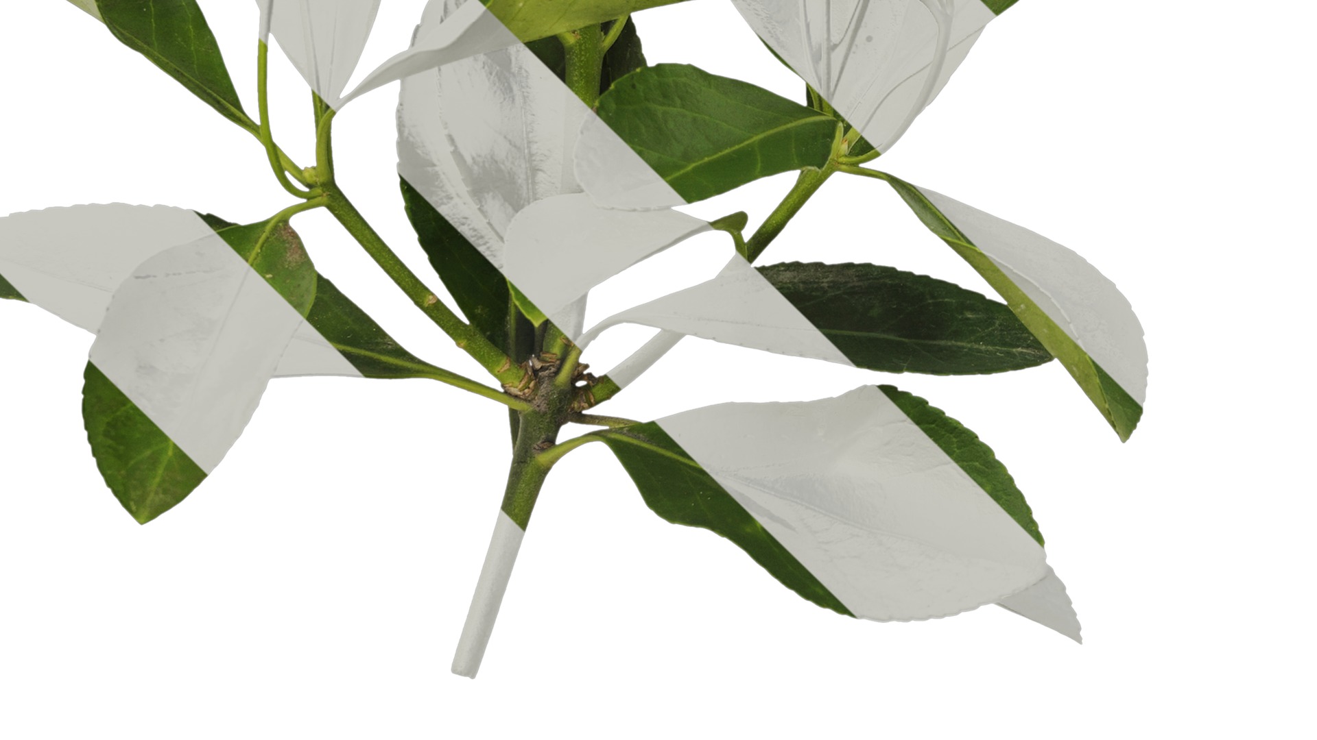 Anydrafts Buxus sinica Atlas 06 Texture_5