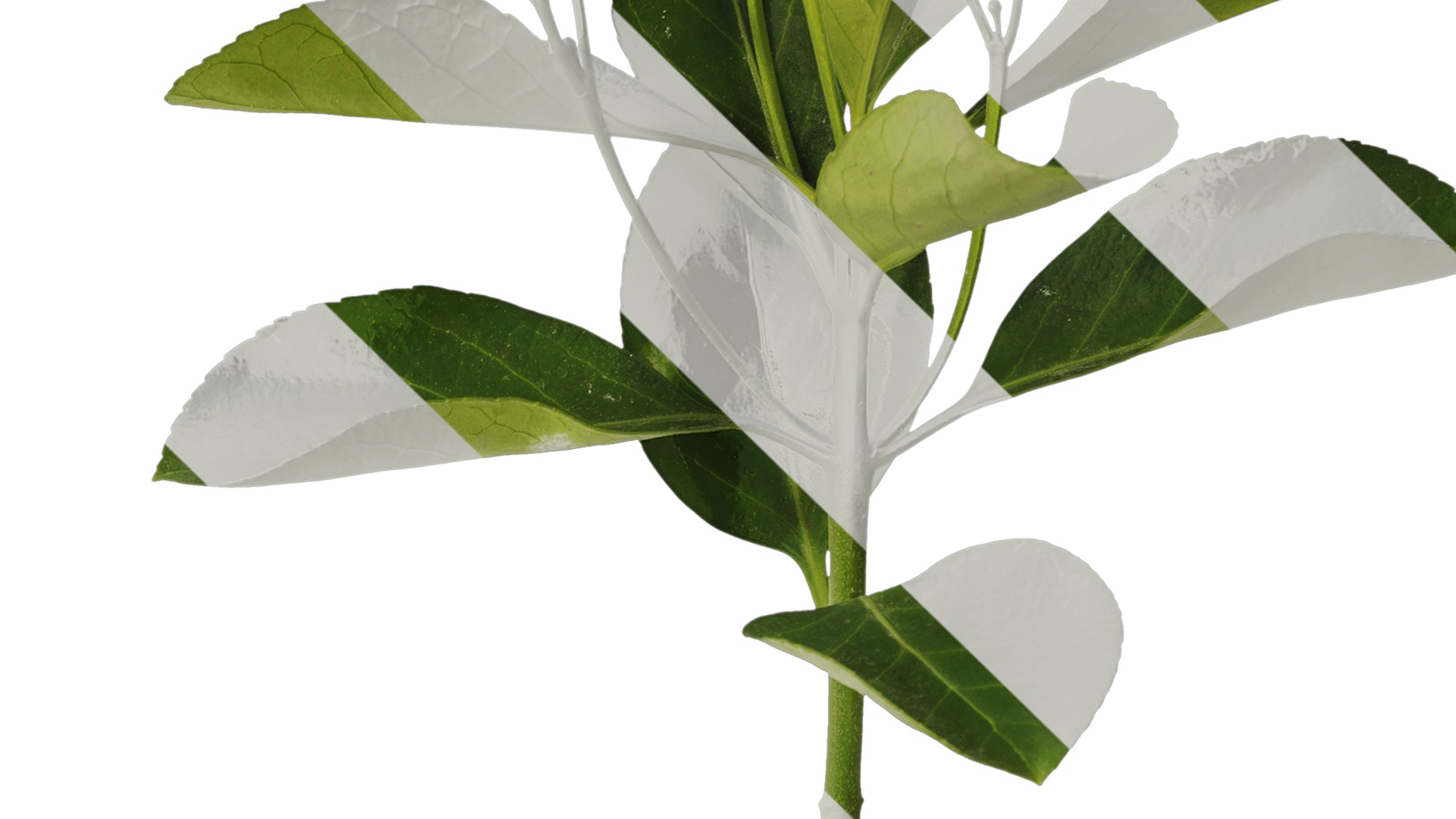 Anydrafts Buxus sinica Atlas 06 Texture_4