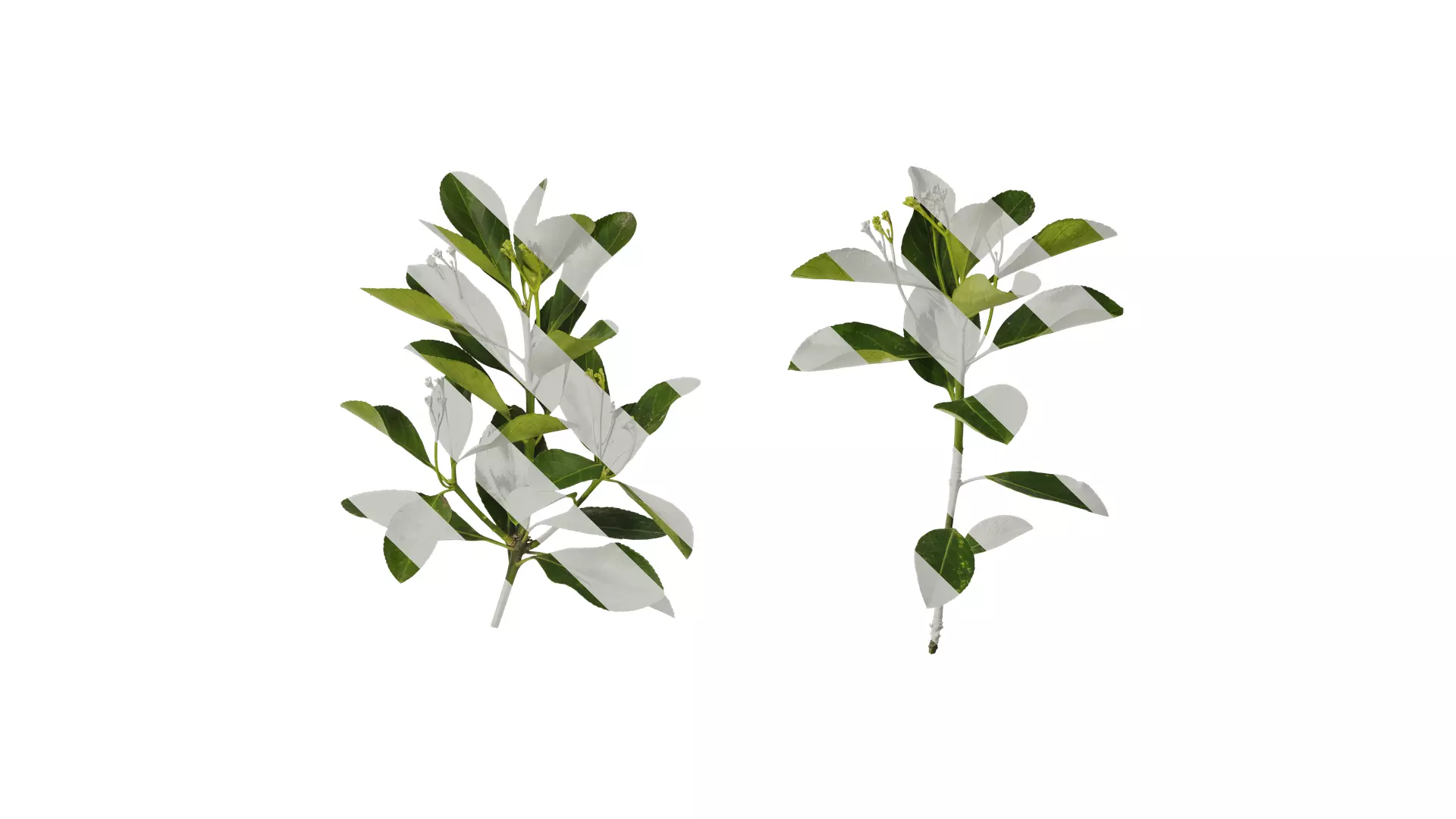 Anydrafts Buxus sinica Atlas 06 Texture_0