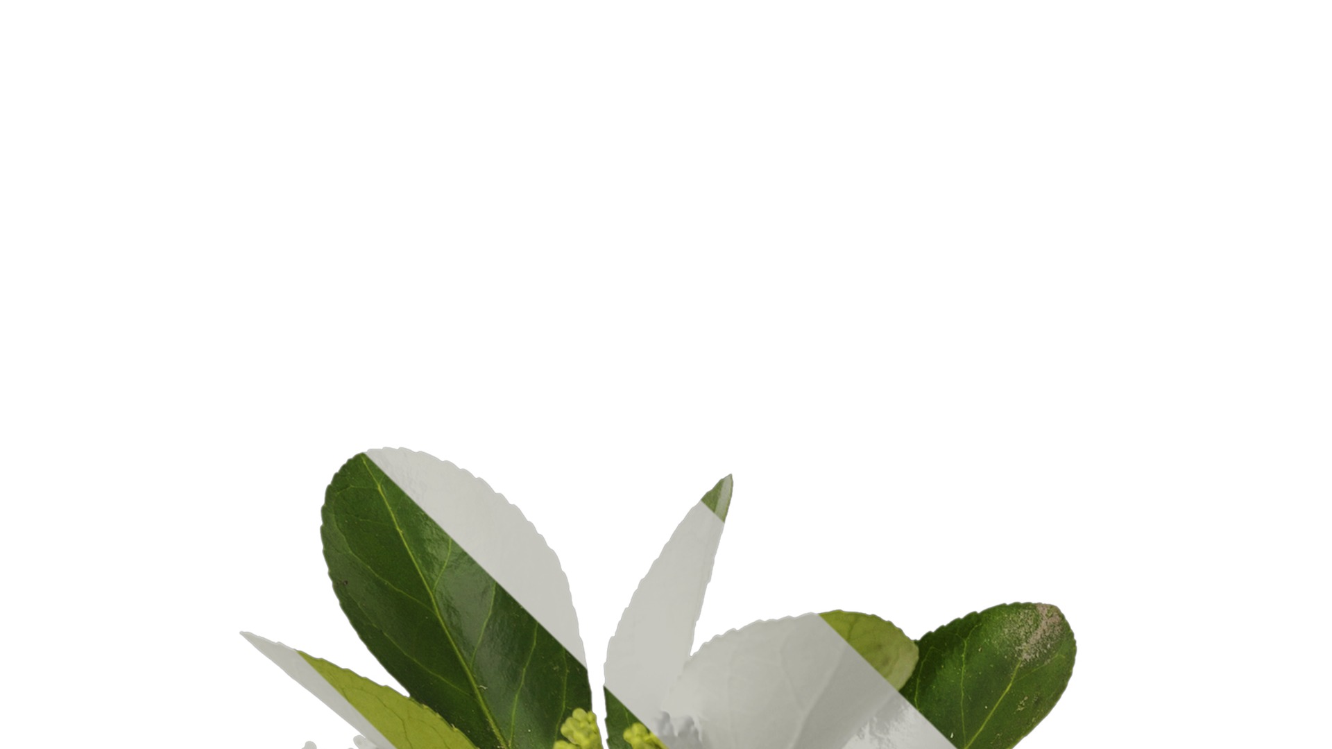 Anydrafts Buxus sinica Atlas 06 Texture_1