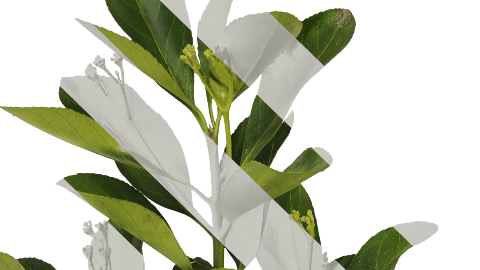 Anydrafts Buxus sinica Atlas 06 Texture_3