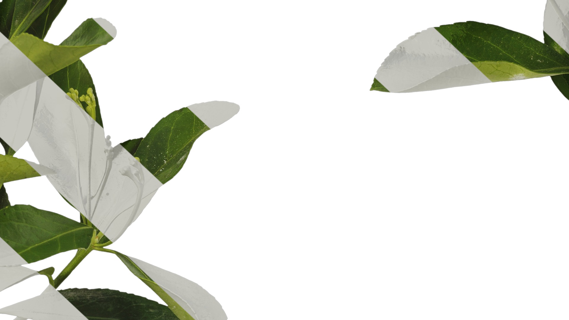 Anydrafts Buxus sinica Atlas 06 Texture_7