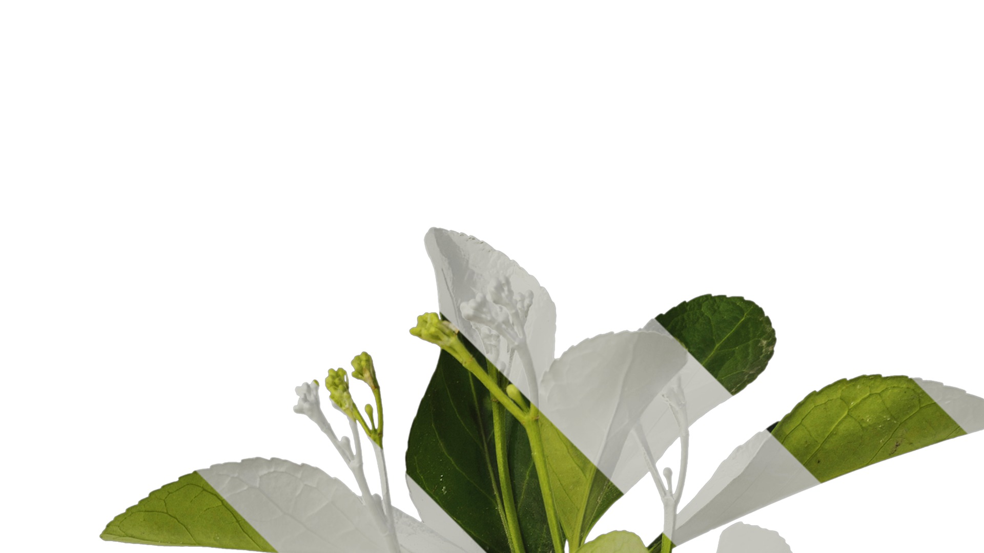 Anydrafts Buxus sinica Atlas 06 Texture_2