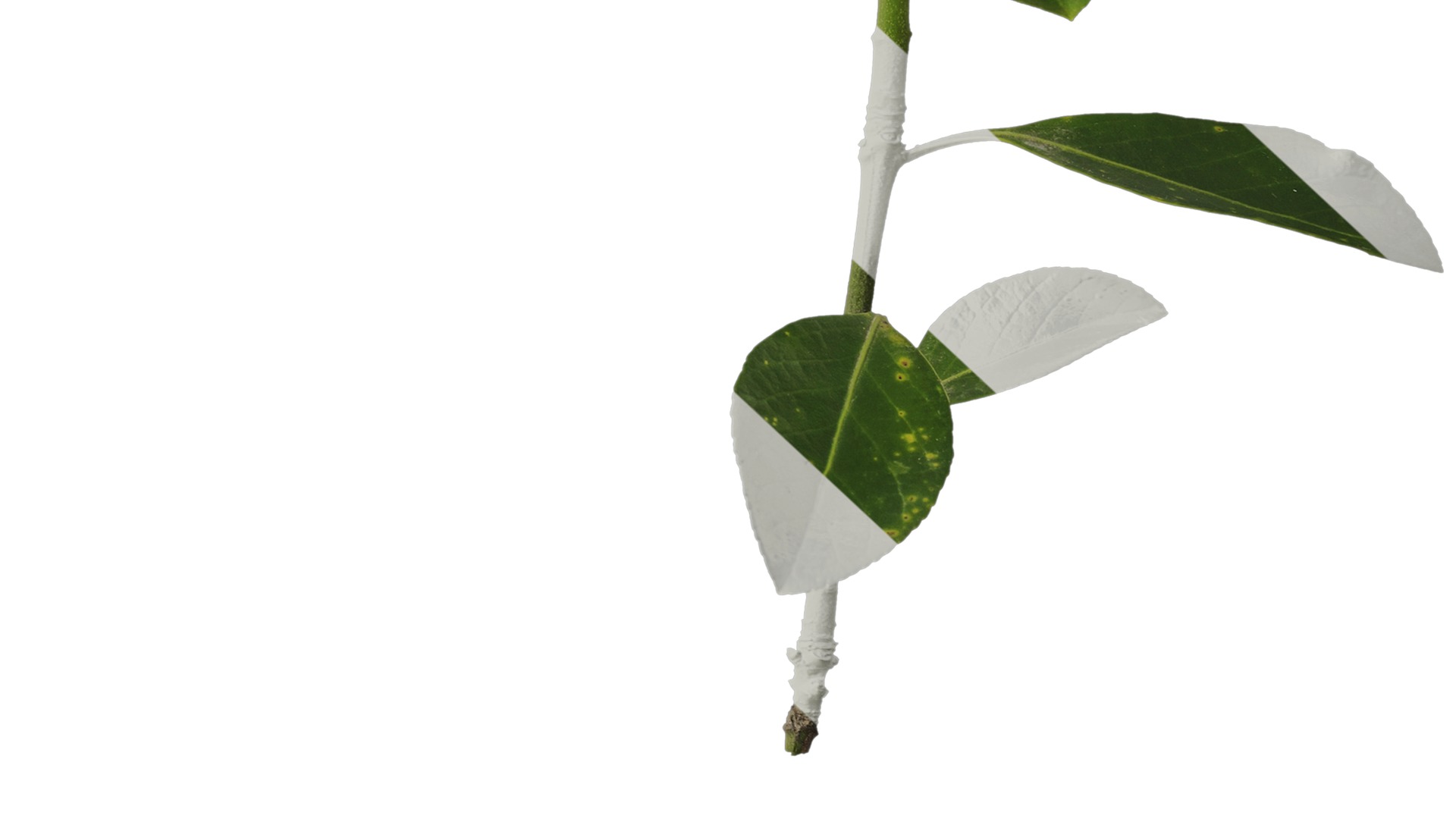 Anydrafts Buxus sinica Atlas 06 Texture_6