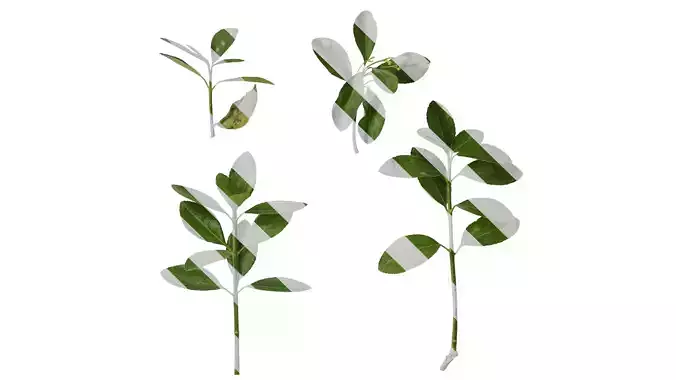 Anydrafts Buxus sinica Atlas 08