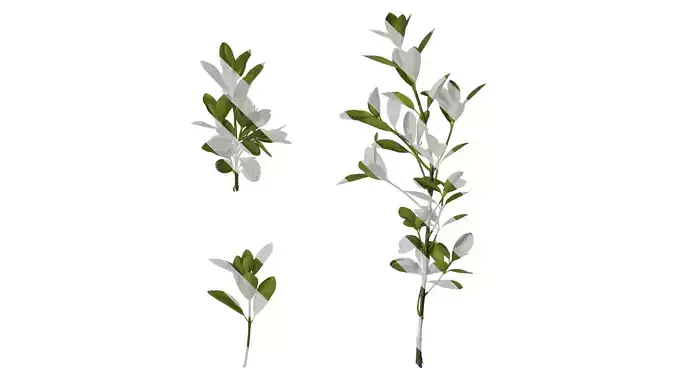 Anydrafts Buxus sinica Atlas 09