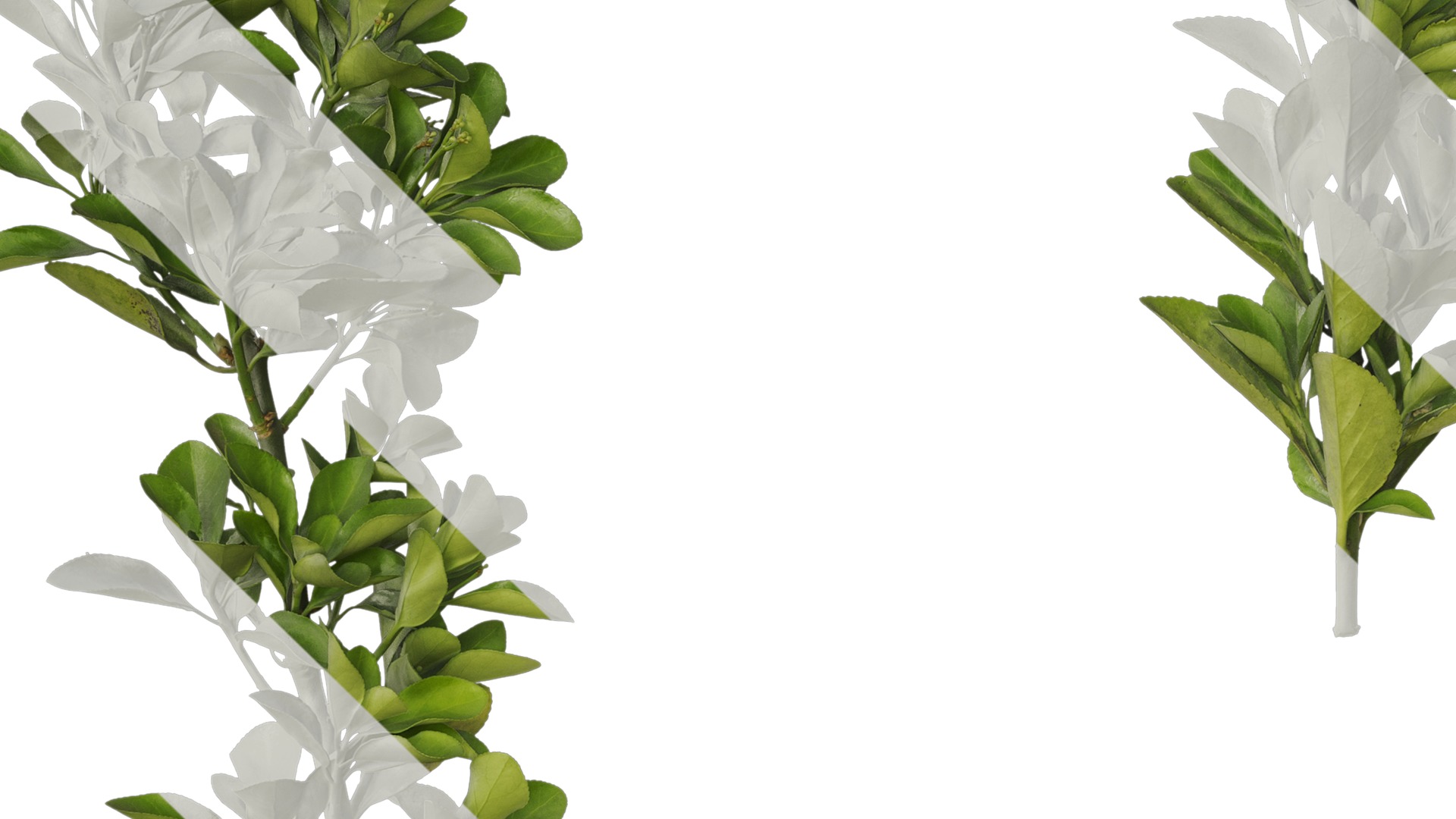 Anydrafts Buxus sinica Atlas 10 Texture_3