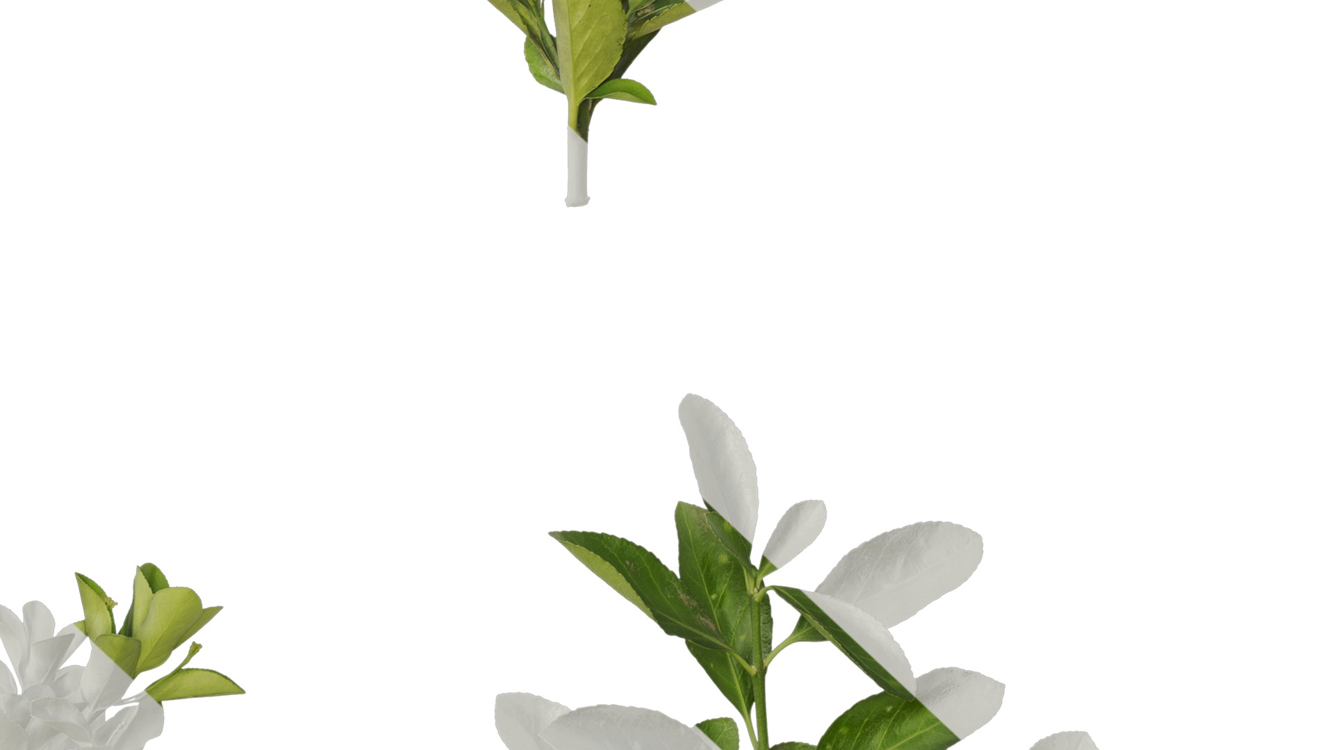 Anydrafts Buxus sinica Atlas 10 Texture_7