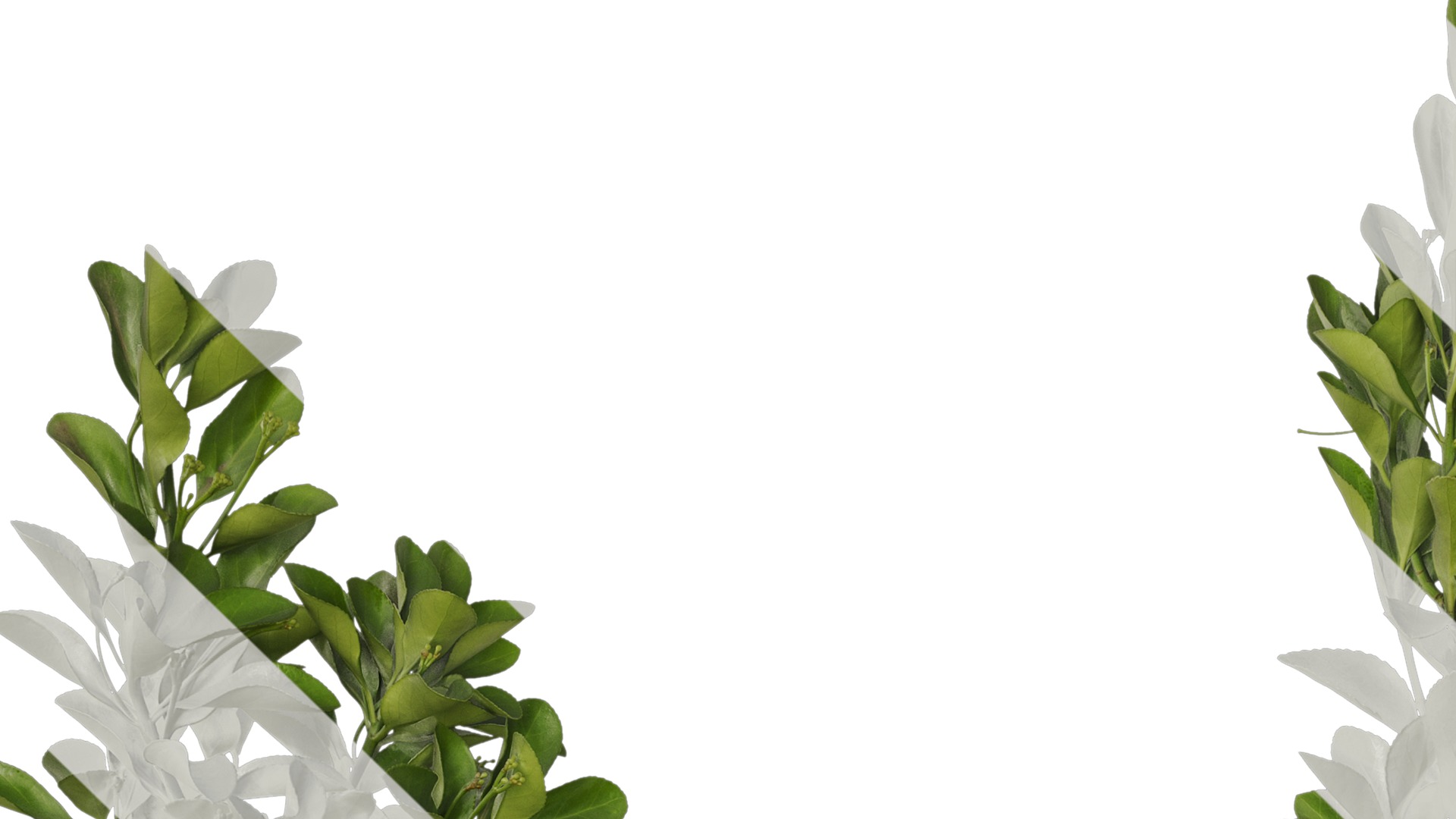 Anydrafts Buxus sinica Atlas 10 Texture_1