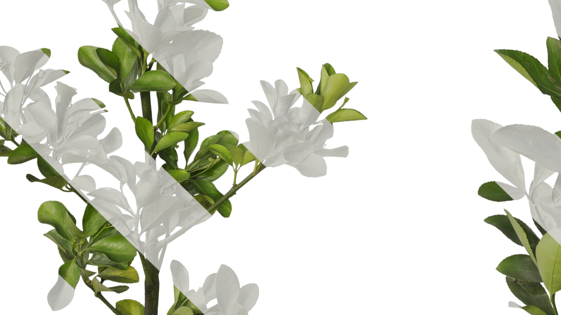 Anydrafts Buxus sinica Atlas 10 Texture_5