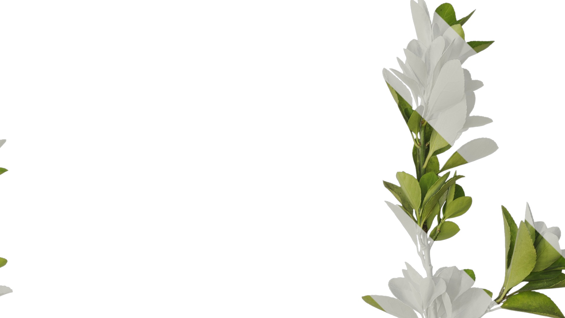 Anydrafts Buxus sinica Atlas 10 Texture_2