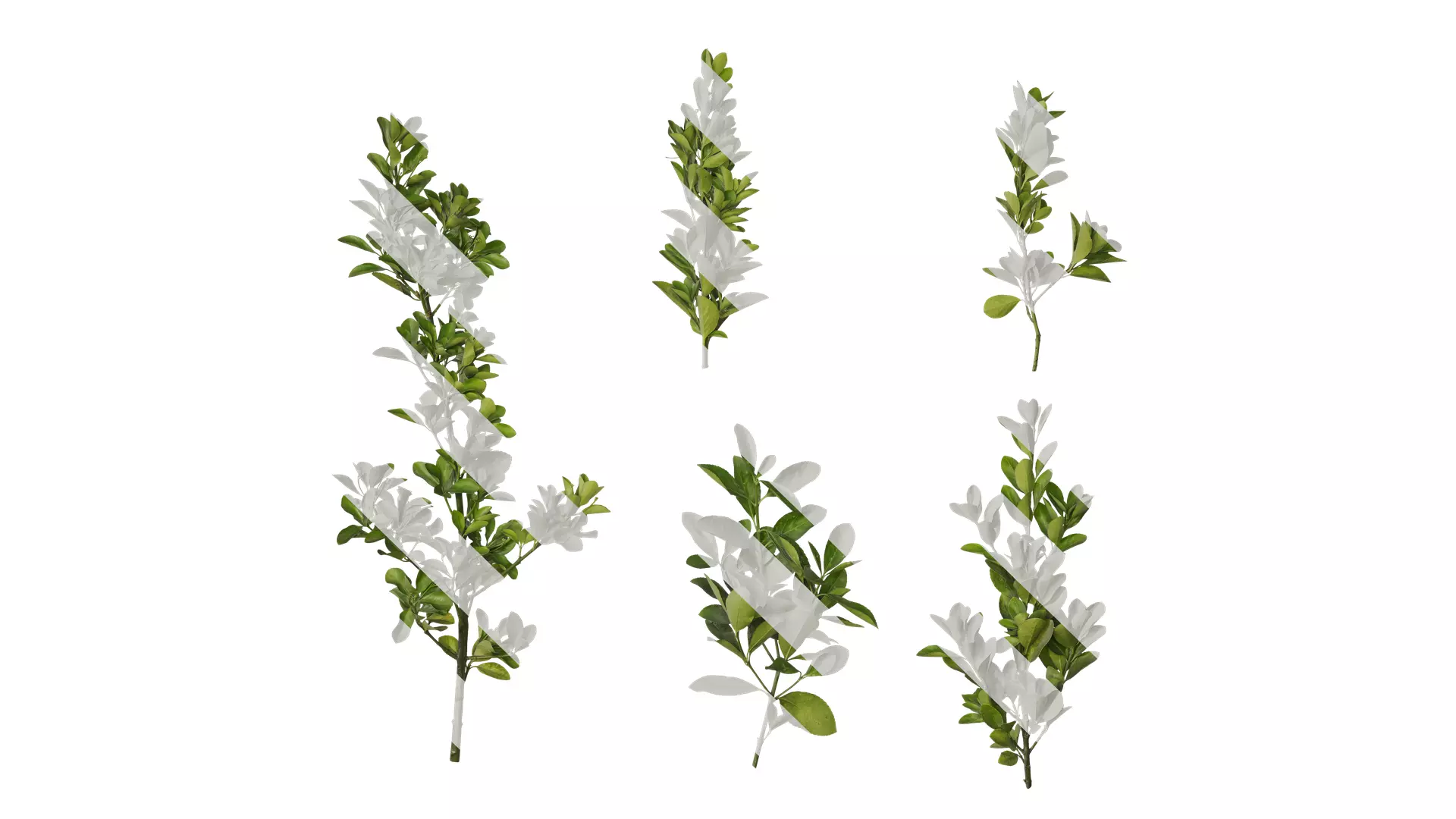 Anydrafts Buxus sinica Atlas 10 Texture_0