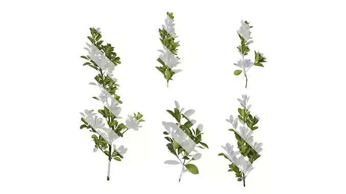 Anydrafts Buxus sinica Atlas 10