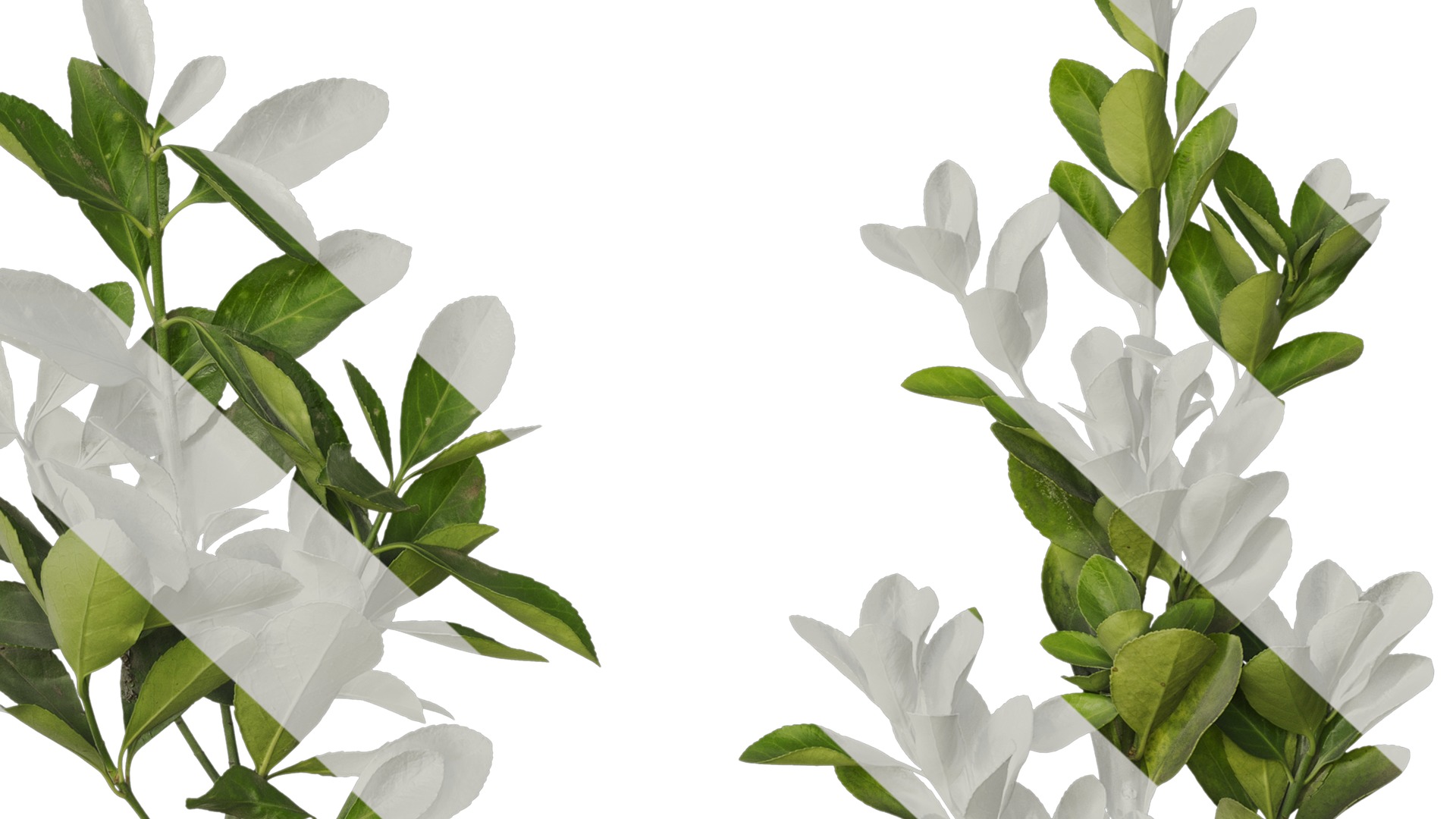 Anydrafts Buxus sinica Atlas 10 Texture_6