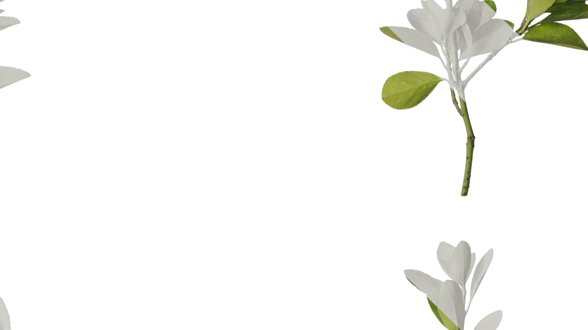 Anydrafts Buxus sinica Atlas 10 Texture_4