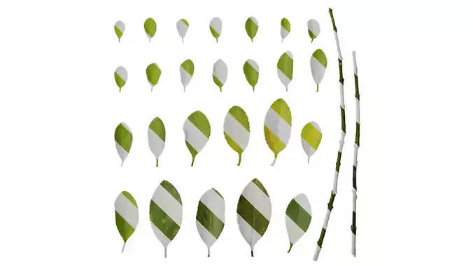 Anydrafts Buxus sinica Leaf 06