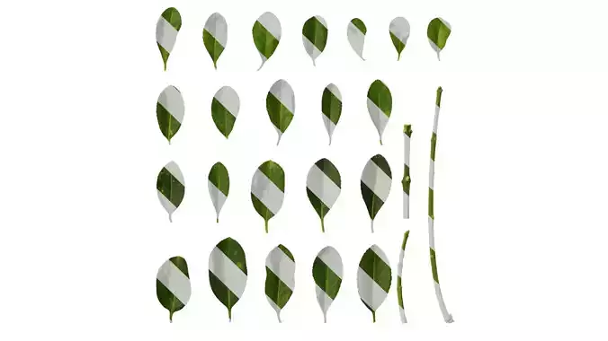 Anydrafts Buxus sinica Leaf 07 Texture