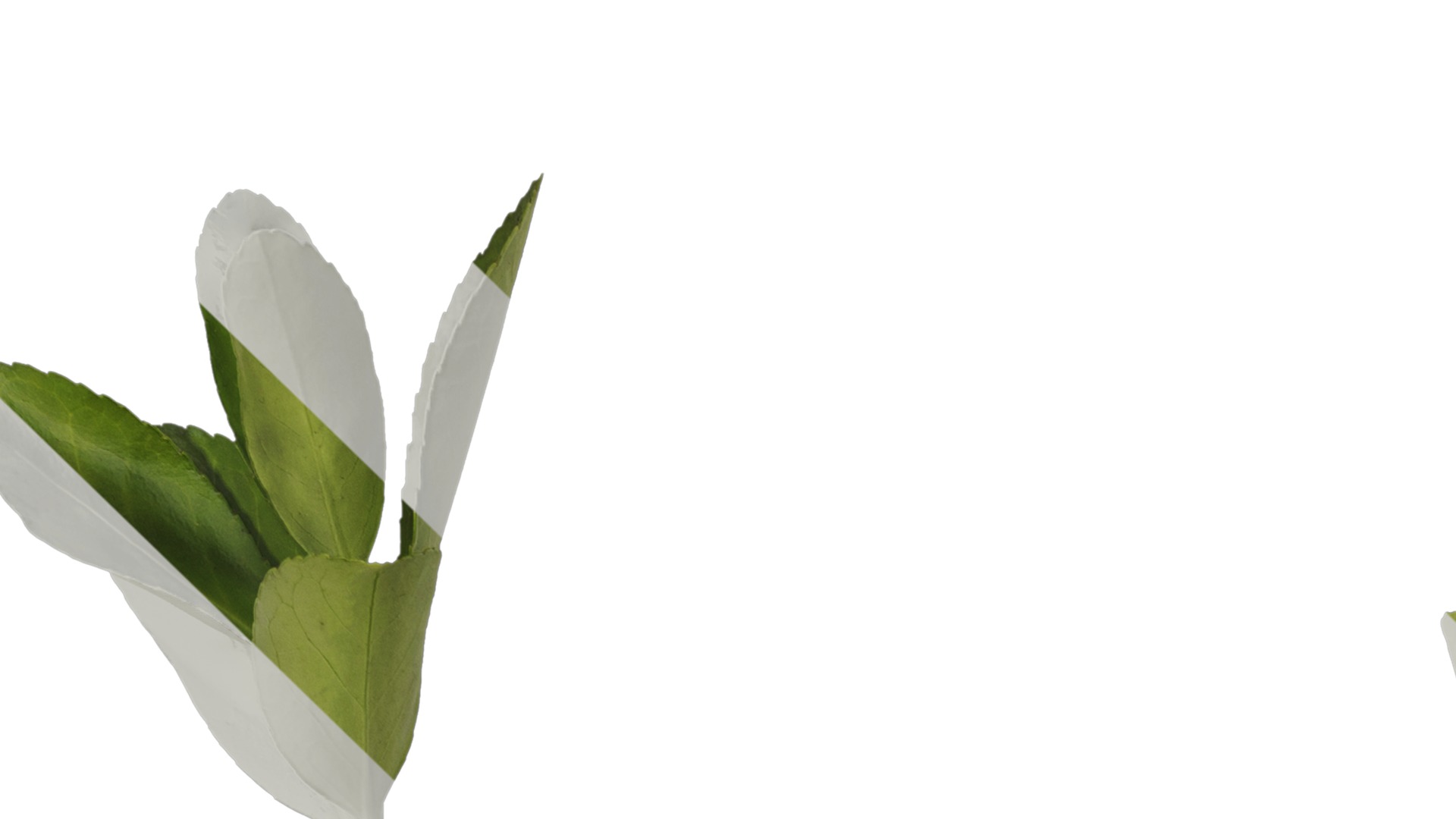 Anydrafts Buxus sinica Leaf 08 Texture_1