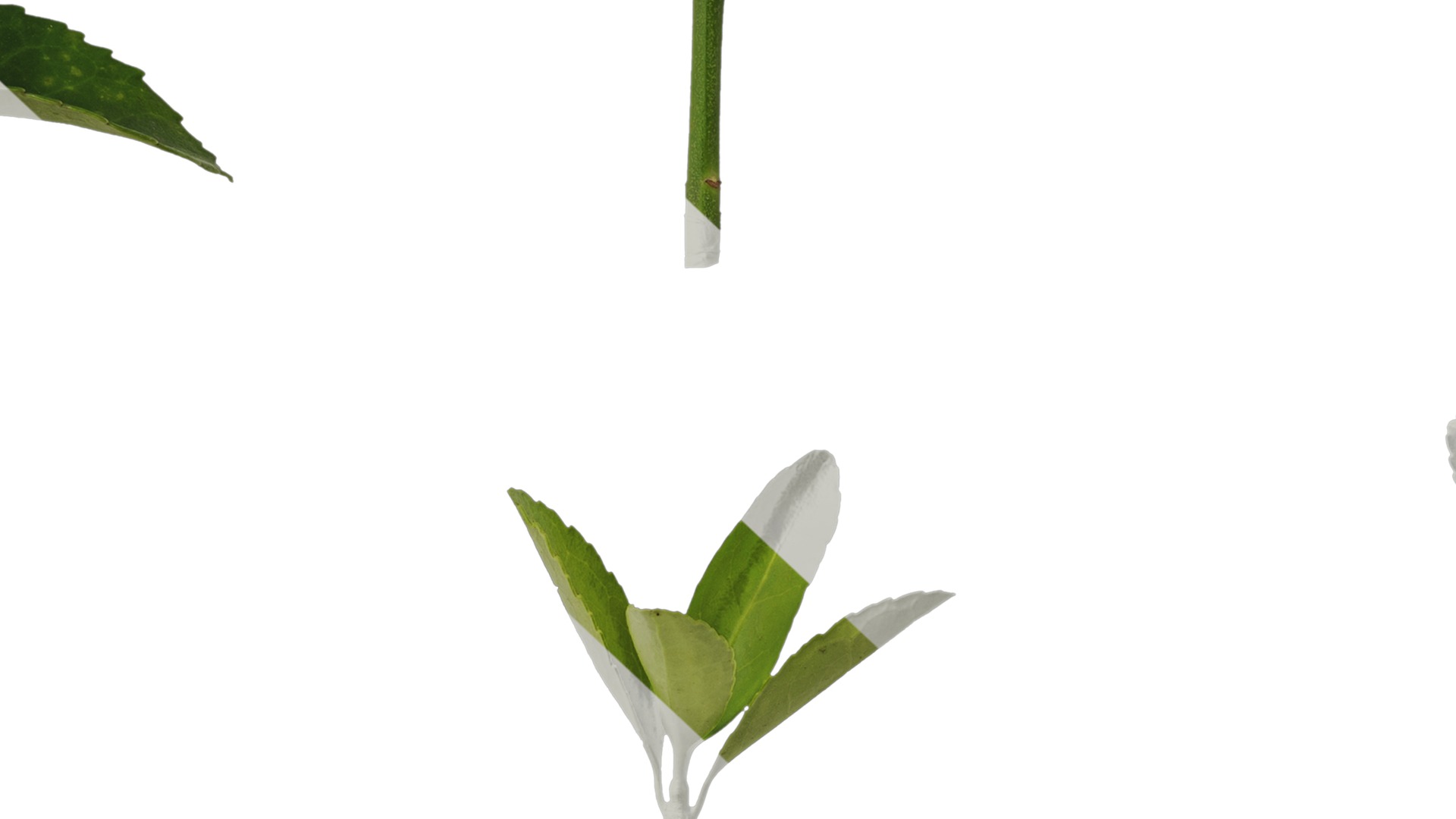 Anydrafts Buxus sinica Leaf 08 Texture_7