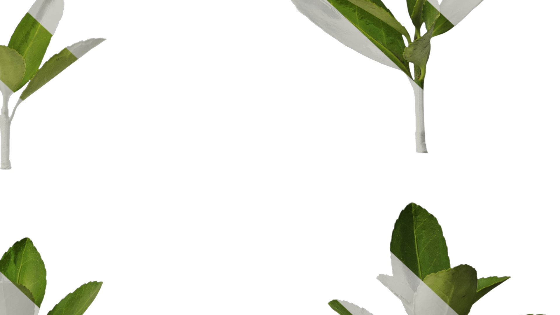 Anydrafts Buxus sinica Leaf 08 Texture_6