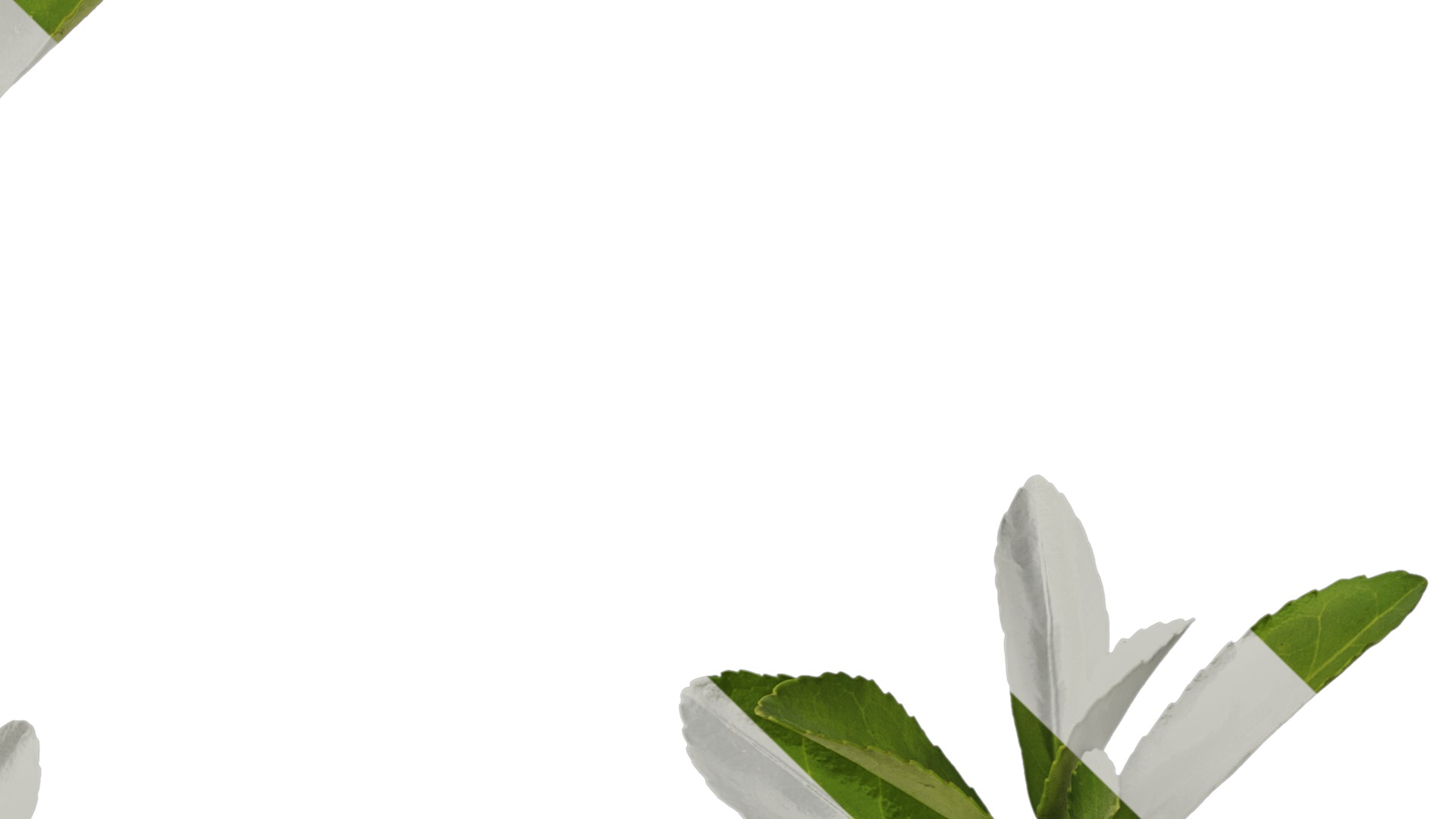 Anydrafts Buxus sinica Leaf 08 Texture_4