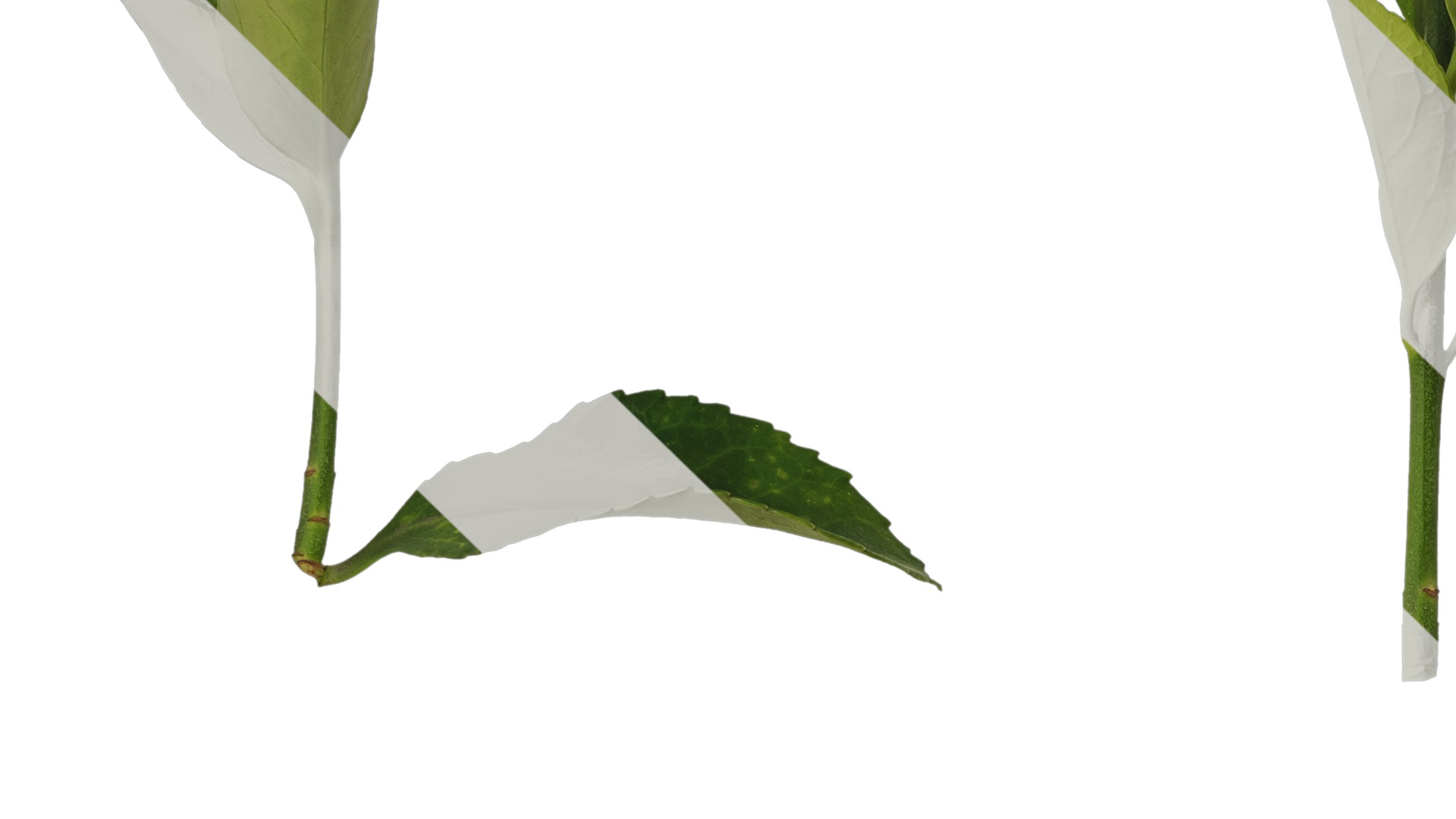 Anydrafts Buxus sinica Leaf 08 Texture_3