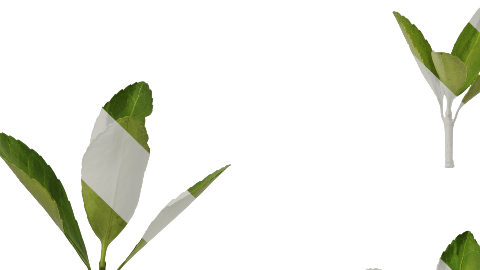 Anydrafts Buxus sinica Leaf 08 Texture_5