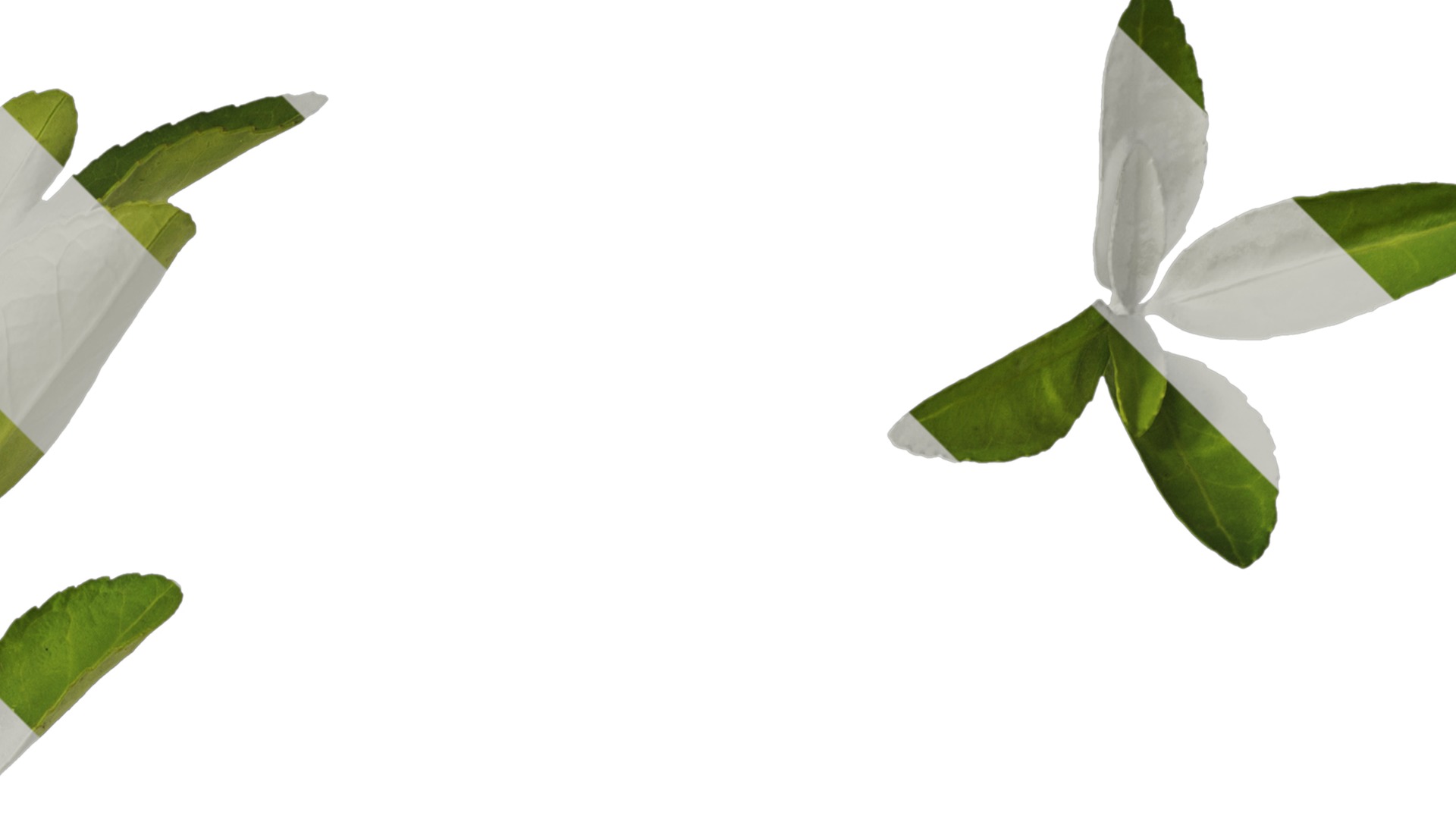 Anydrafts Buxus sinica Leaf 08 Texture_2