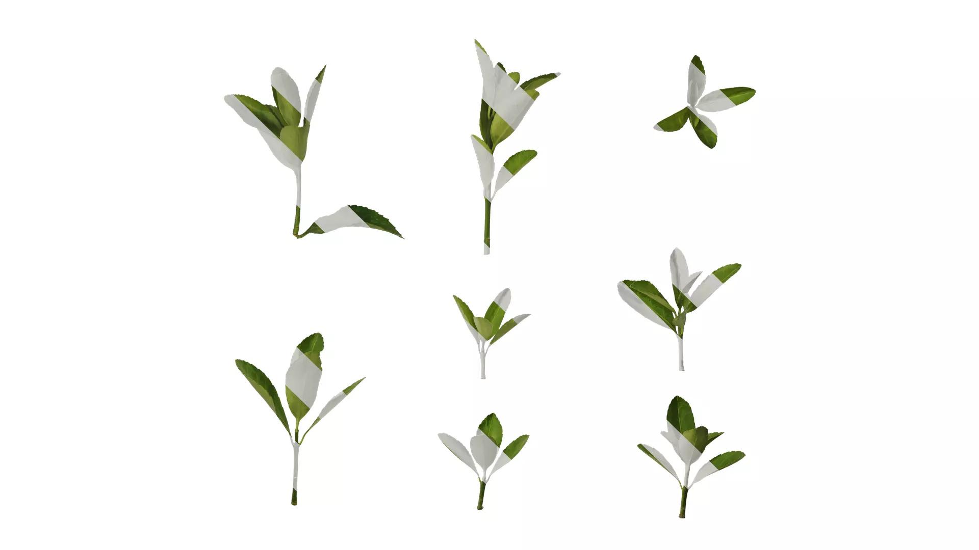 Anydrafts Buxus sinica Leaf 08 Texture_0